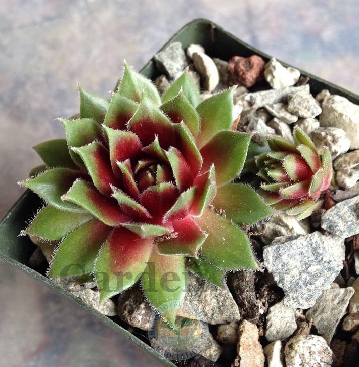 Photo of Hen and Chicks (Sempervivum 'Red Lion') uploaded by webesemps