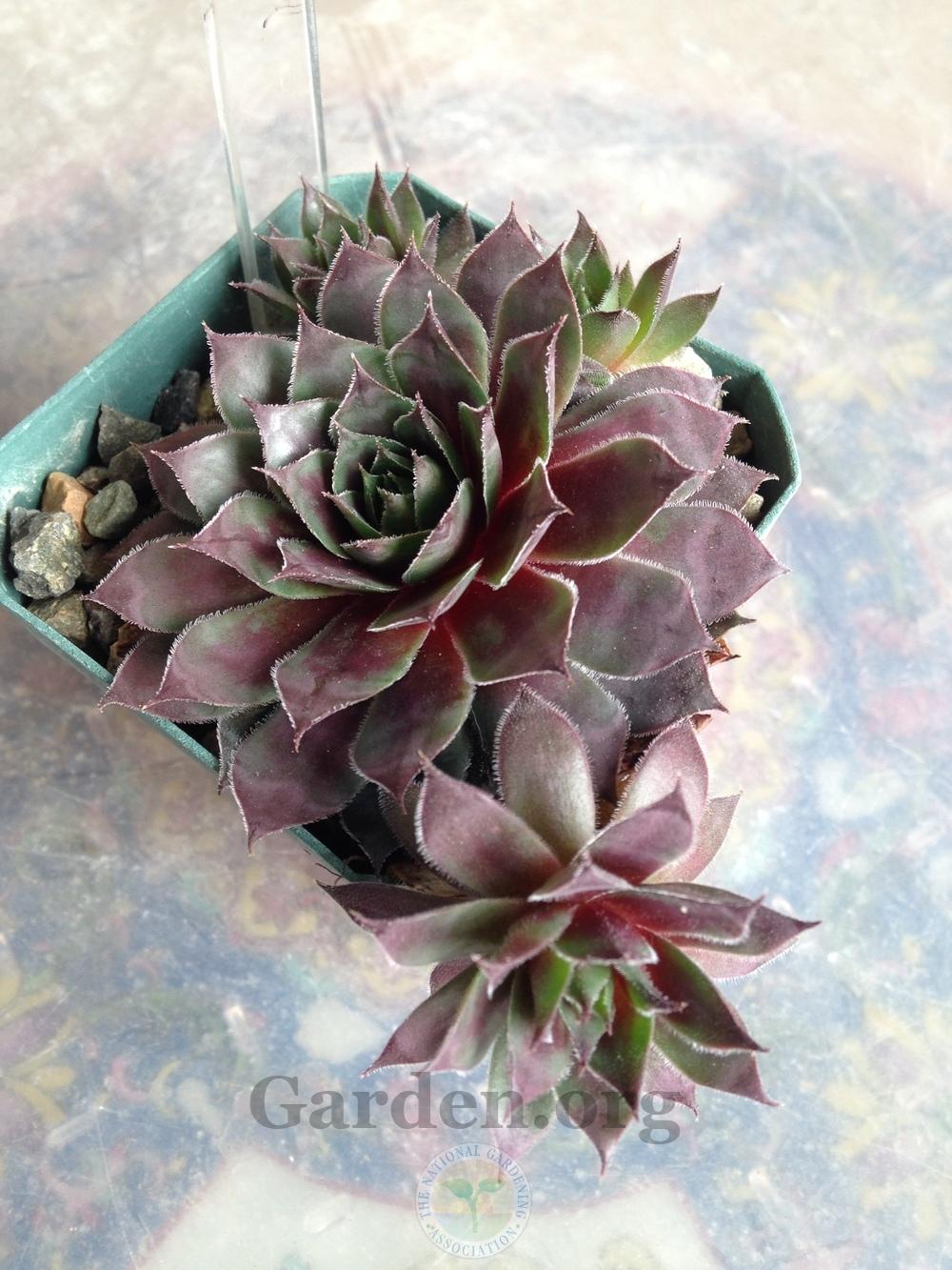 Photo of Hen and Chicks (Sempervivum Thundercloud) uploaded by webesemps