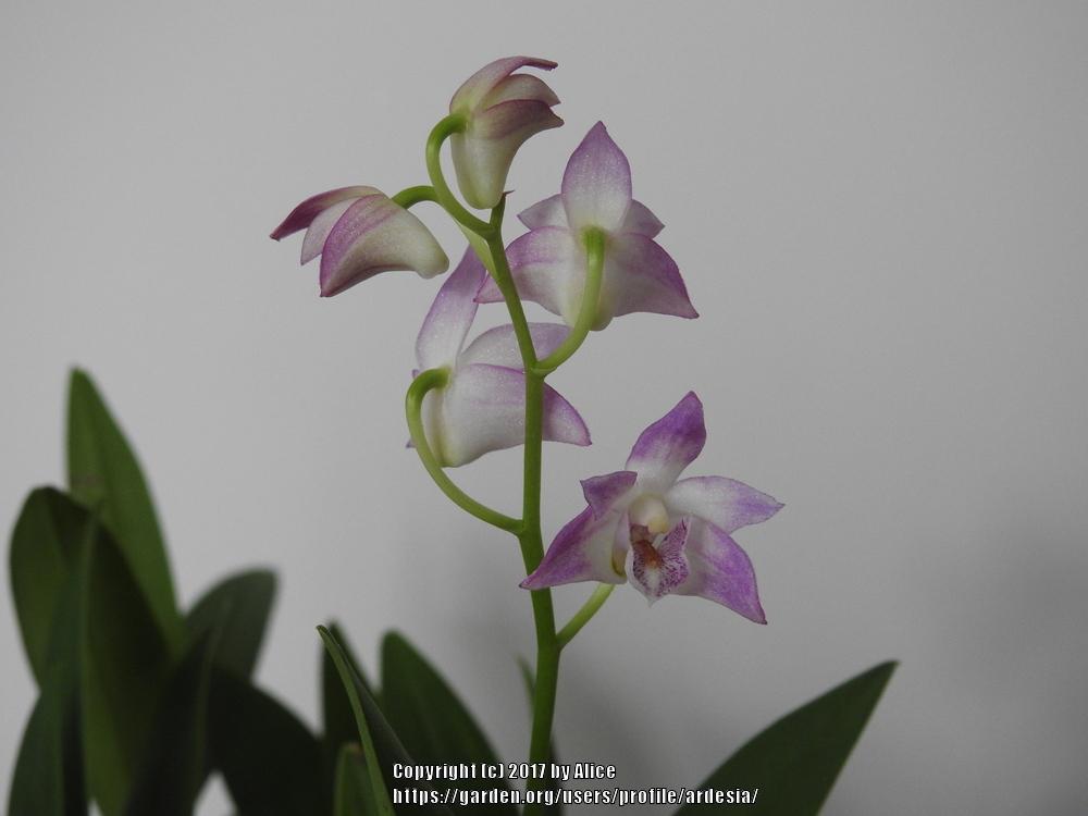 Photo of Orchid (Dendrobium kingianum) uploaded by ardesia
