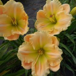 Location: Currie's Daylily Farm
Date: 2016-07-11