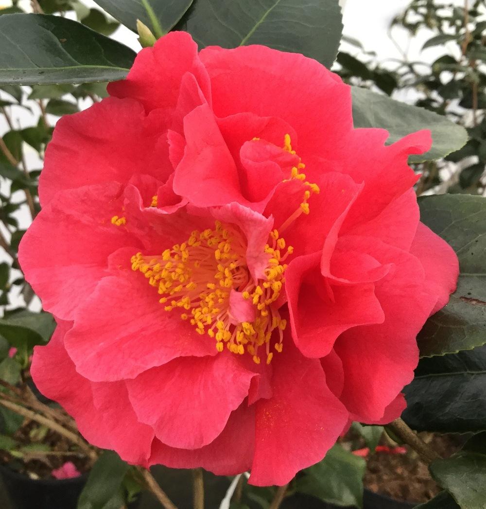 Photo of Japanese Camellia (Camellia japonica 'Turandot') uploaded by scflowers