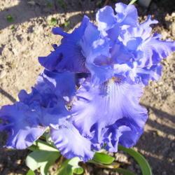 Location: Mrs. Z's Garden, Kelowna, B.C.
Date: 2007-05-30
 6:48 am. A lovely medium blue.
