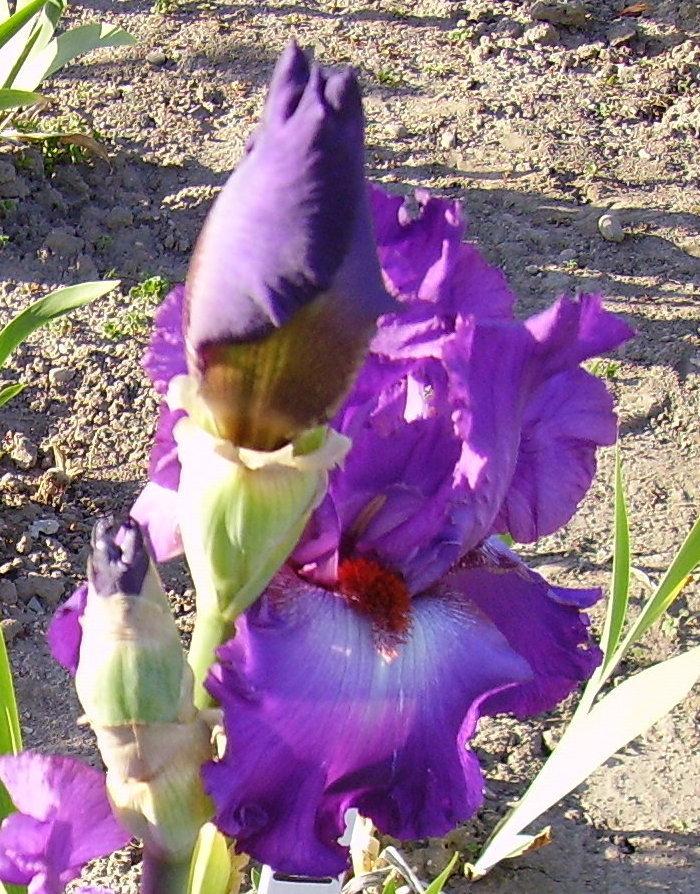 Photo of Tall Bearded Iris (Iris 'Persian Gown') uploaded by HemNorth