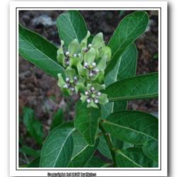 Location: Central Arkansas
Date: 2016-06-20
first bloom on a young Asclepias viridis