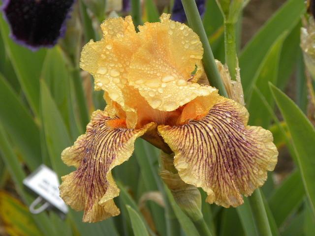 Photo of Tall Bearded Iris (Iris 'Teasing Tiger') uploaded by SassyCat