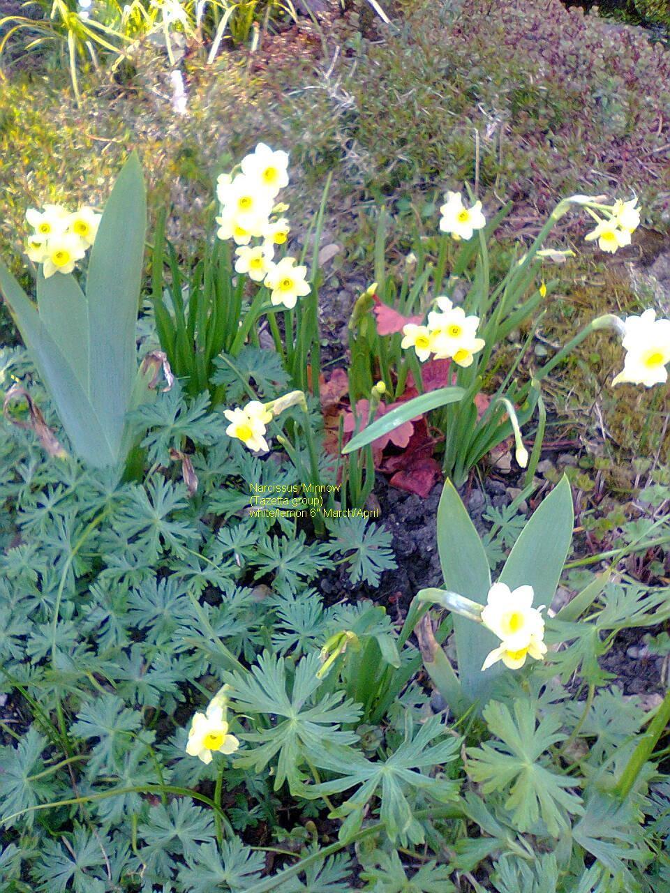 Photo of Tazetta Daffodil (Narcissus 'Minnow') uploaded by greenfingersnew