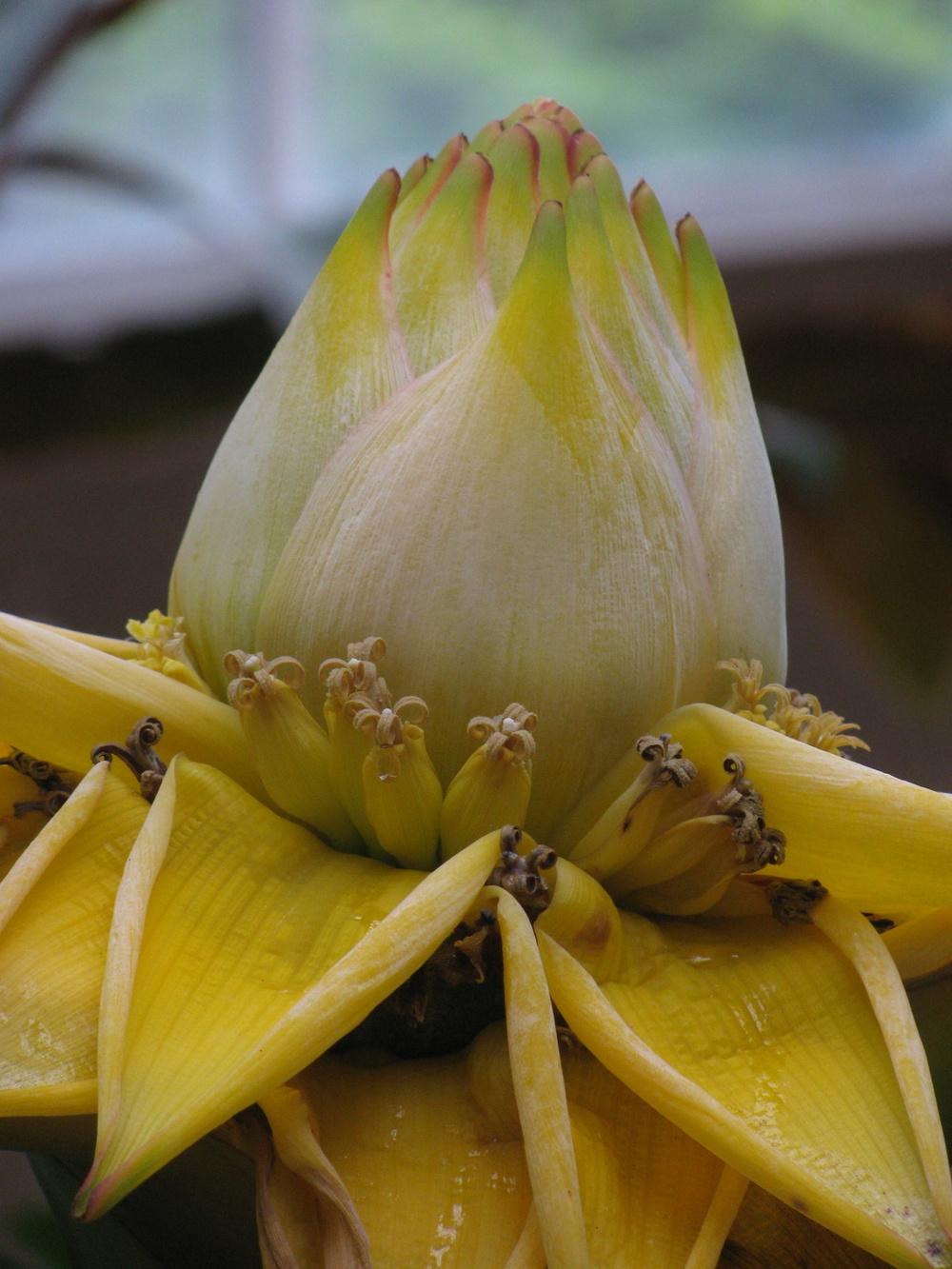 Photo of Golden Lotus Banana (Musella lasiocarpa) uploaded by robertduval14