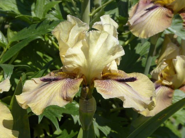 Photo of Tall Bearded Iris (Iris 'Thornbird') uploaded by SassyCat