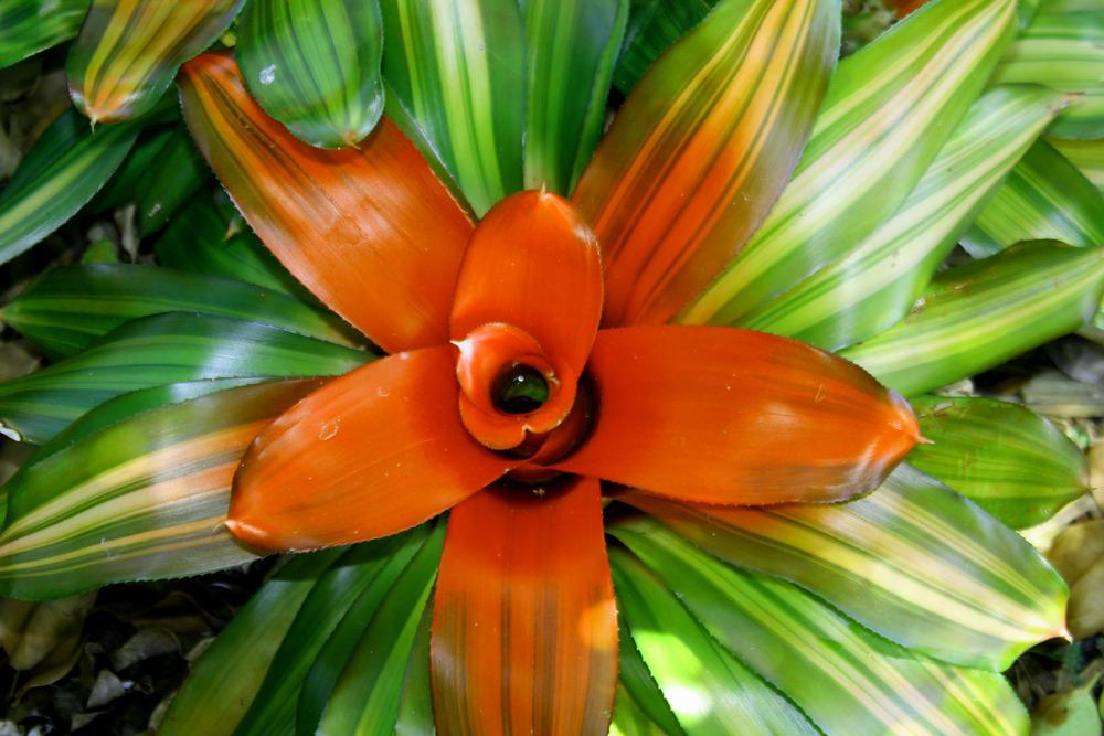Photo of Bromeliad (Neoregelia 'Skotak's Orange Crush') uploaded by ScotTi