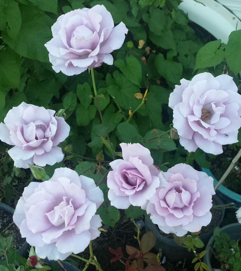 Photo of Rose (Rosa 'Blue Skies') uploaded by TomThumb