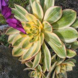 
Date: 2017-02-17
Aeonium Sunburst on my slope garden and a cosmo photo bombing it.