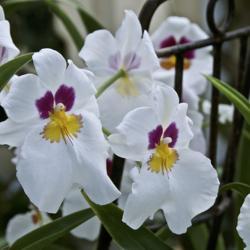 Location: Hausermann's Orchid Nursery Villa Park IL
Date: 2017-02-26
