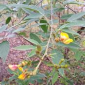 The foliage and flowers of pigeon peas