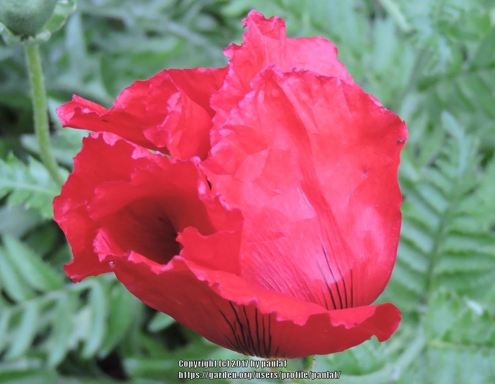 Photo of Oriental Poppy (Papaver orientale) uploaded by paulaf