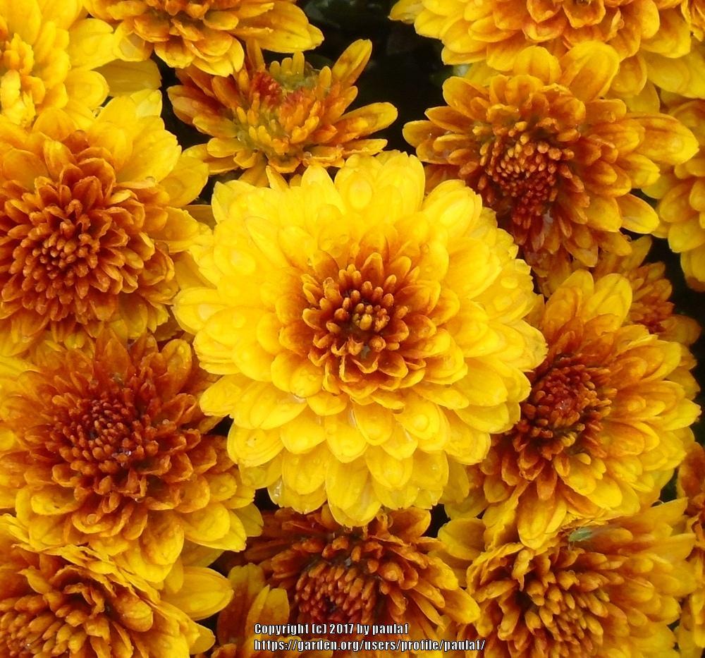Photo of Chrysanthemum uploaded by paulaf