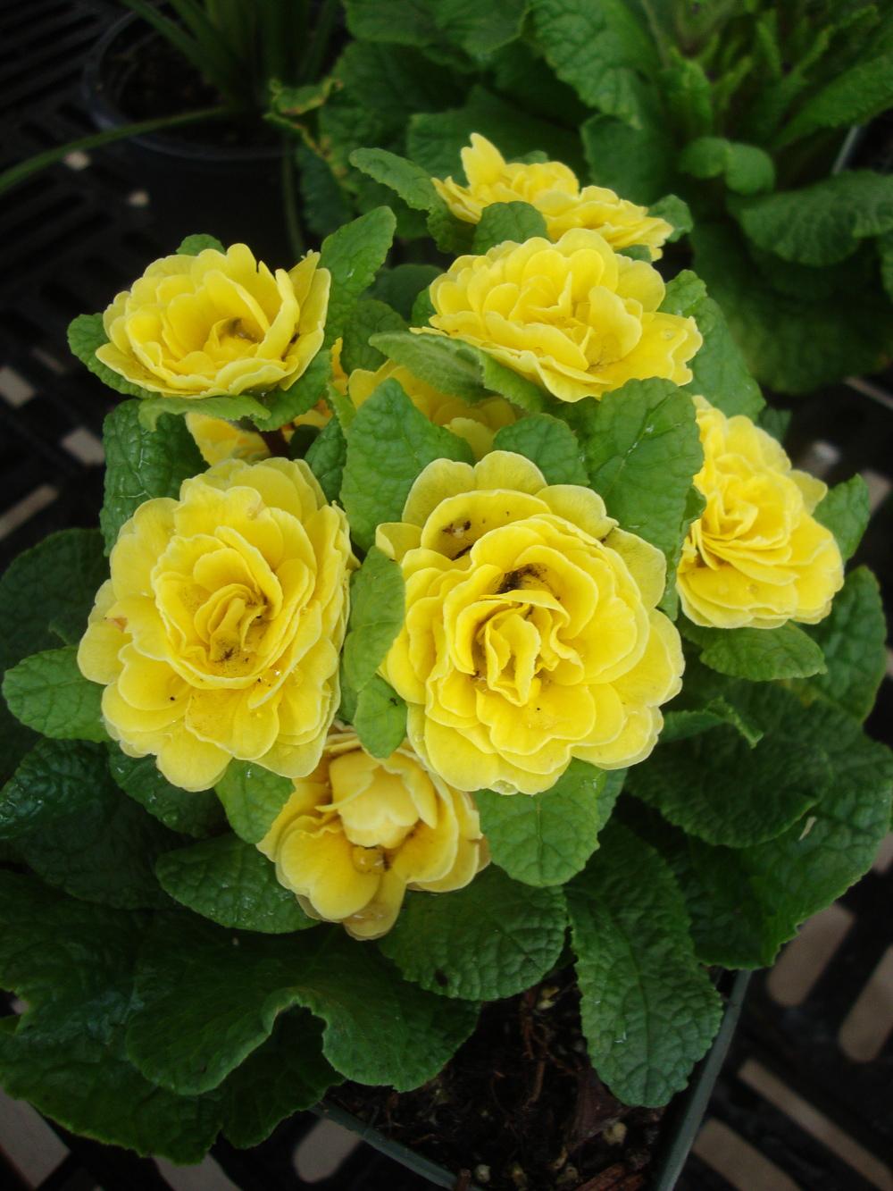 Photo of English Primrose (Primula vulgaris Belarina® Buttercup) uploaded by Paul2032