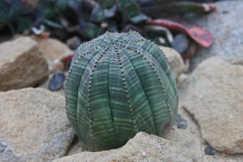 Photo of Baseball Plant (Euphorbia obesa) uploaded by RuuddeBlock