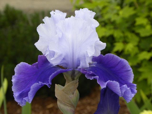 Photo of Tall Bearded Iris (Iris 'Under the Boardwalk') uploaded by SassyCat