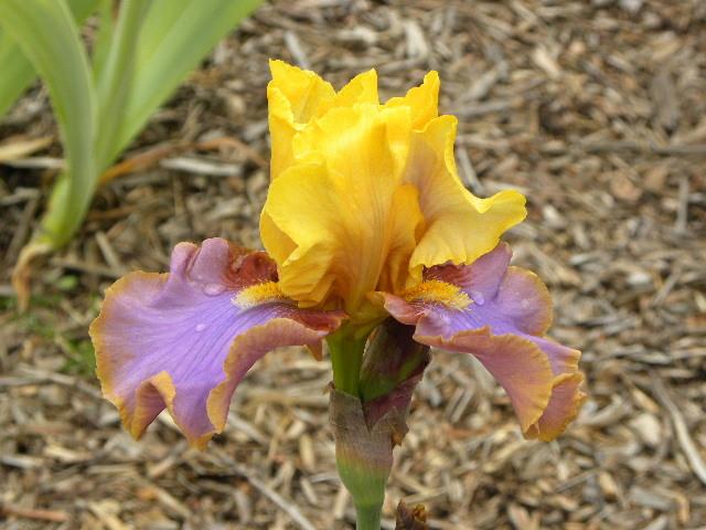 Photo of Tall Bearded Iris (Iris 'Waimea Canyon Sunrise') uploaded by SassyCat