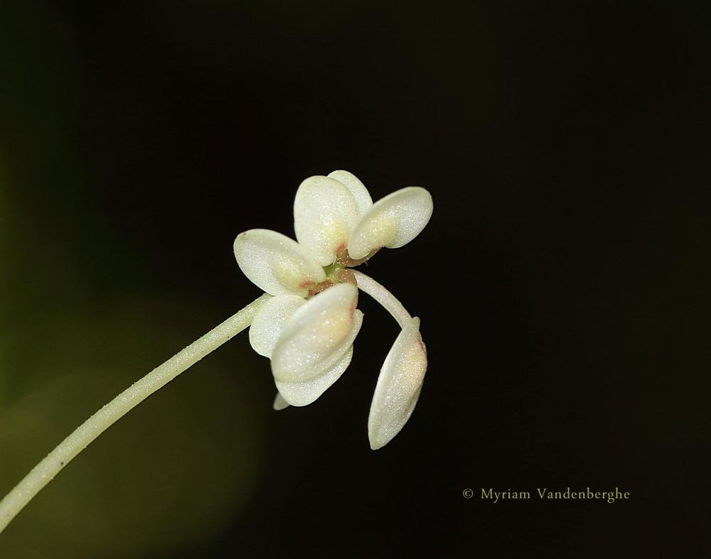 Photo of Begonia (Begonia herbacea) uploaded by bonitin