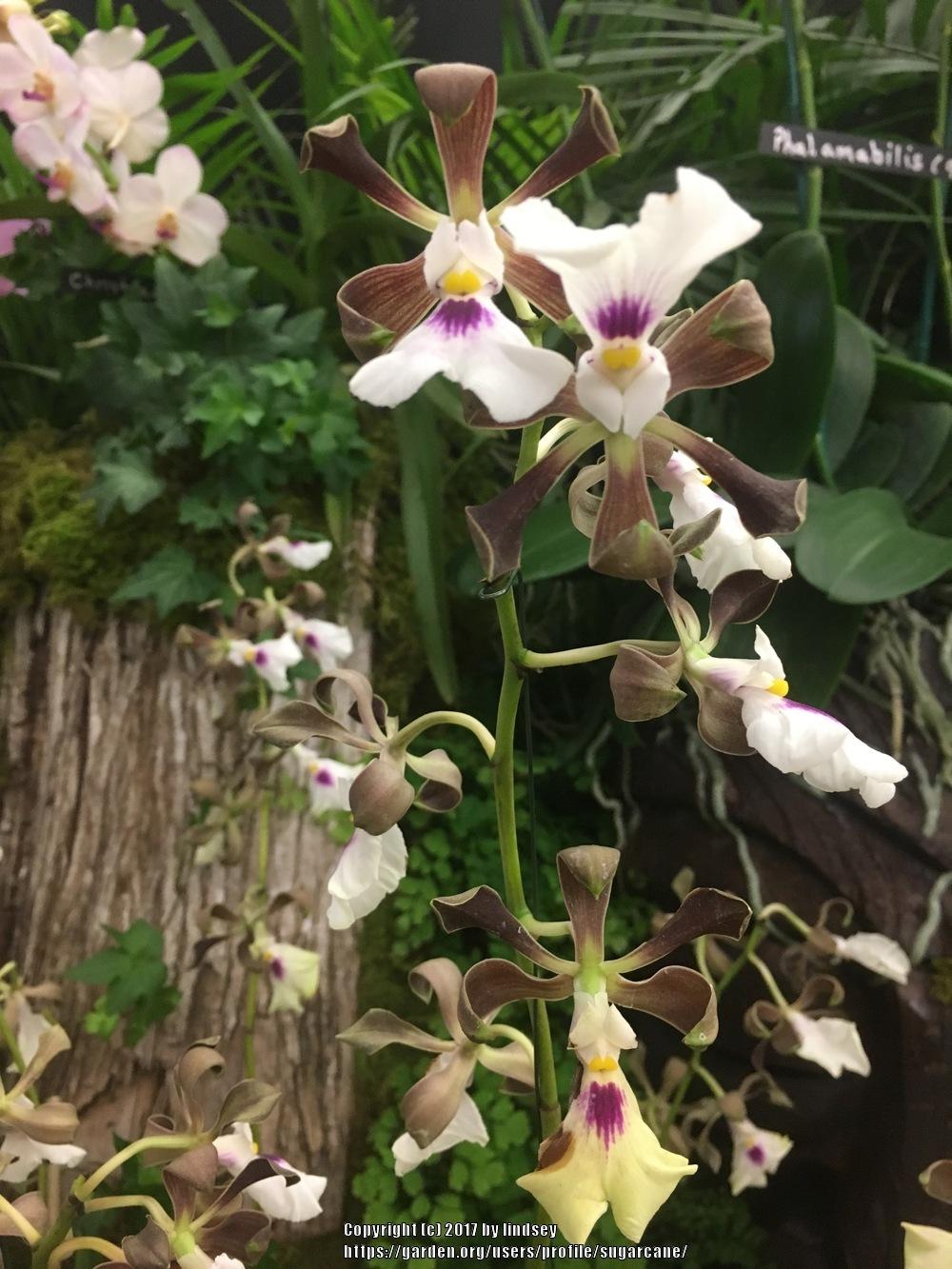 Photo of Orchid (Encyclia cordigera) uploaded by sugarcane