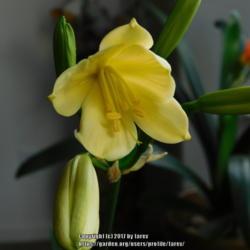 Location: Indoors - At home
Date: 2017-03-05 - Winter
Photo update of my Clivia miniata 'Solomone Yellow' 2017 bloom