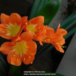 Location: At home - Indoors
Date: 2017-03-06- Winter
first time bloom of my orange clivia