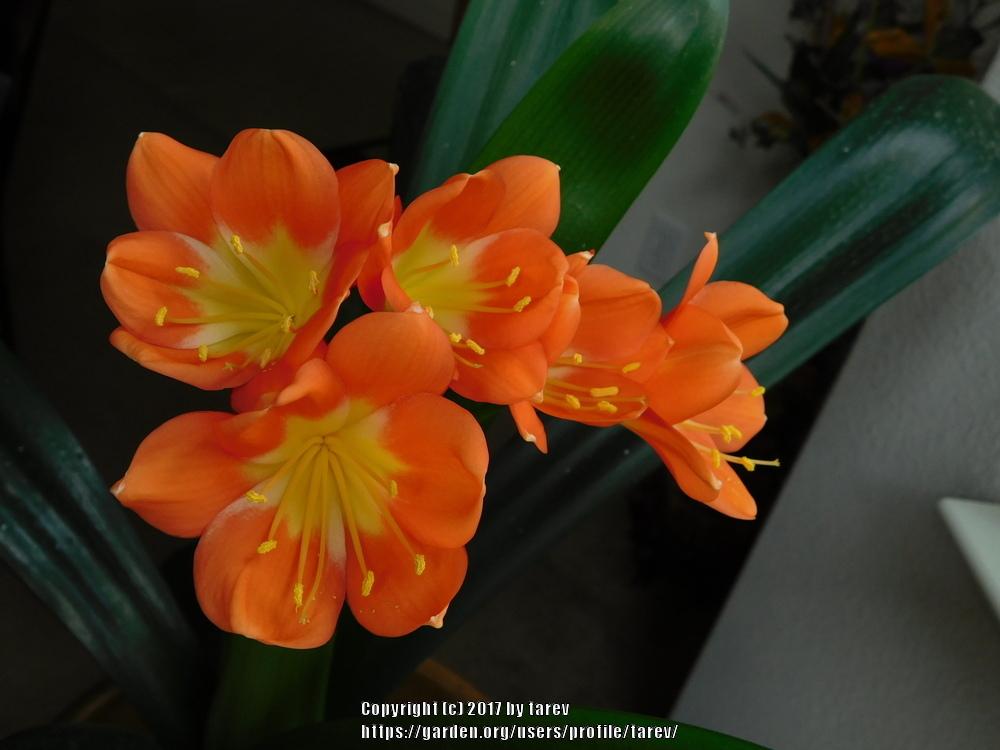Photo of Fire Lily (Clivia miniata) uploaded by tarev