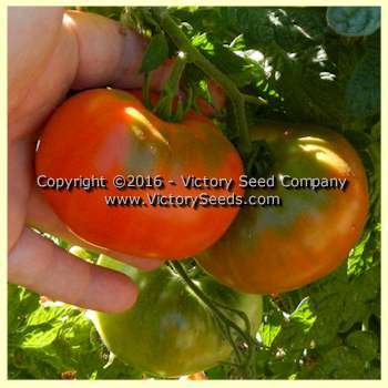 Photo of Tomato (Solanum lycopersicum 'Waratah') uploaded by MikeD