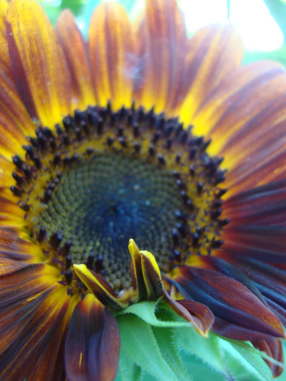 Photo of Sunflower (Helianthus annuus 'Autumn Beauty') uploaded by Paul2032