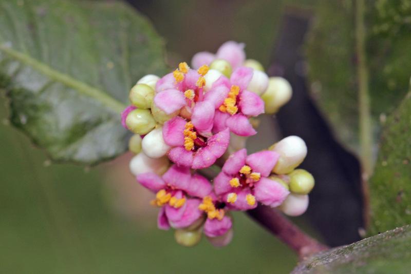 Photo of Lemonade Berry (Rhus integrifolia) uploaded by RuuddeBlock