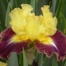 Location: Schreiner's Iris Gardens, Salen, Oregon
Date: 2015-05-22
AIS National Convention, Portland, OR--Iris in Wonderland 2015