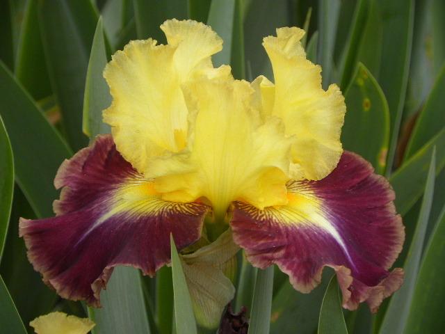 Photo of Tall Bearded Iris (Iris 'Who Needs a Prince') uploaded by SassyCat