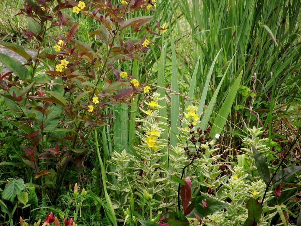 Photo of Fringed Loosestrife (Lysimachia ciliata 'Firecracker') uploaded by beenthere