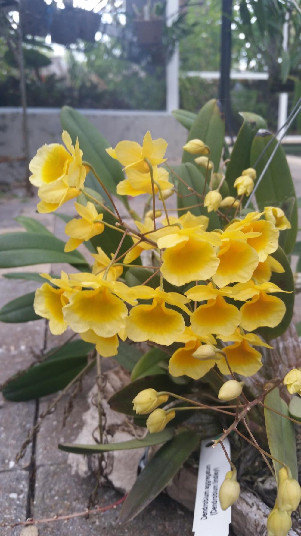 Photo of Orchid (Dendrobium lindleyi) uploaded by dyzzypyxxy