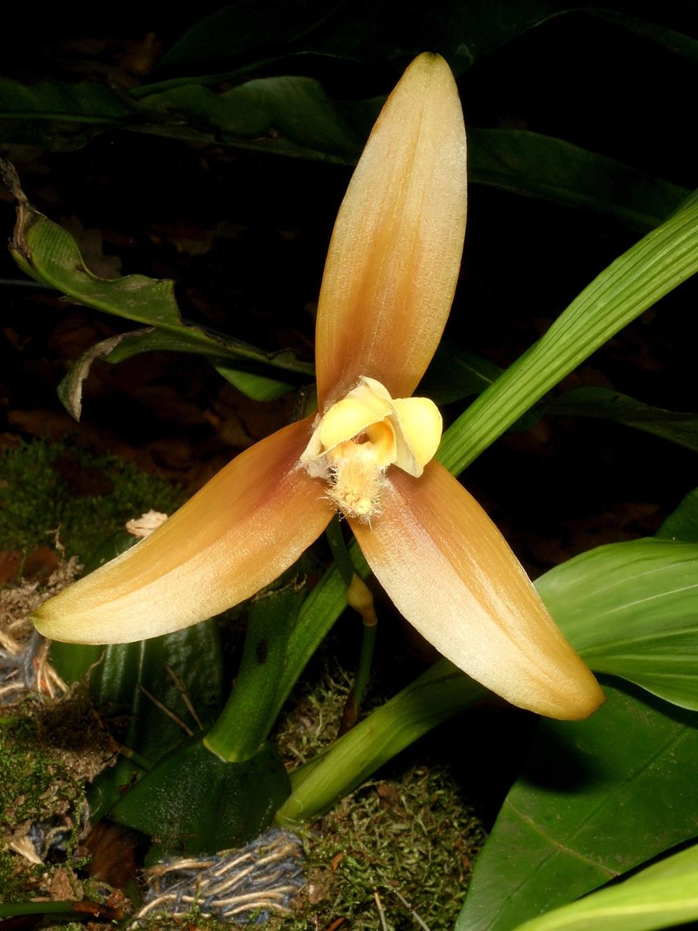 Photo of Orchid (Lycaste lasioglossa) uploaded by robertduval14