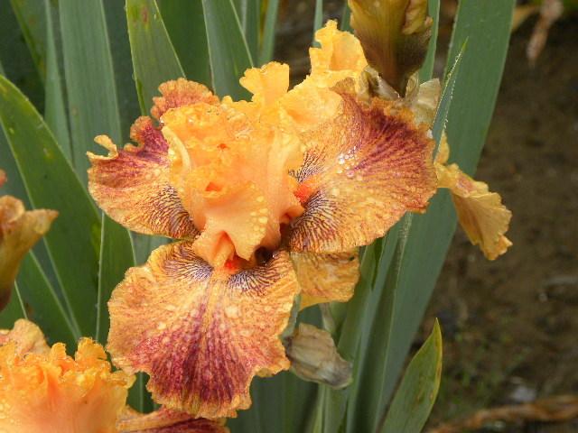 Photo of Border Bearded Iris (Iris 'Wild') uploaded by SassyCat