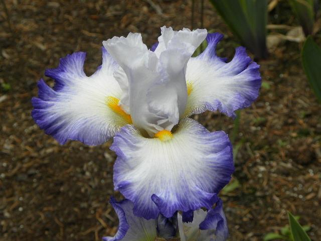Photo of Tall Bearded Iris (Iris 'Wildcat Madness') uploaded by SassyCat