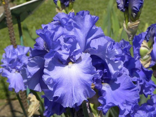 Photo of Tall Bearded Iris (Iris 'Yaquina Blue') uploaded by SassyCat