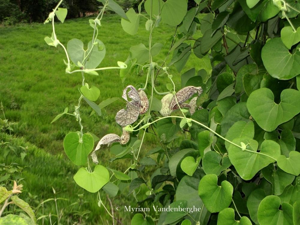 Photo of Mottled Dutchman's Pipe (Aristolochia labiata) uploaded by bonitin