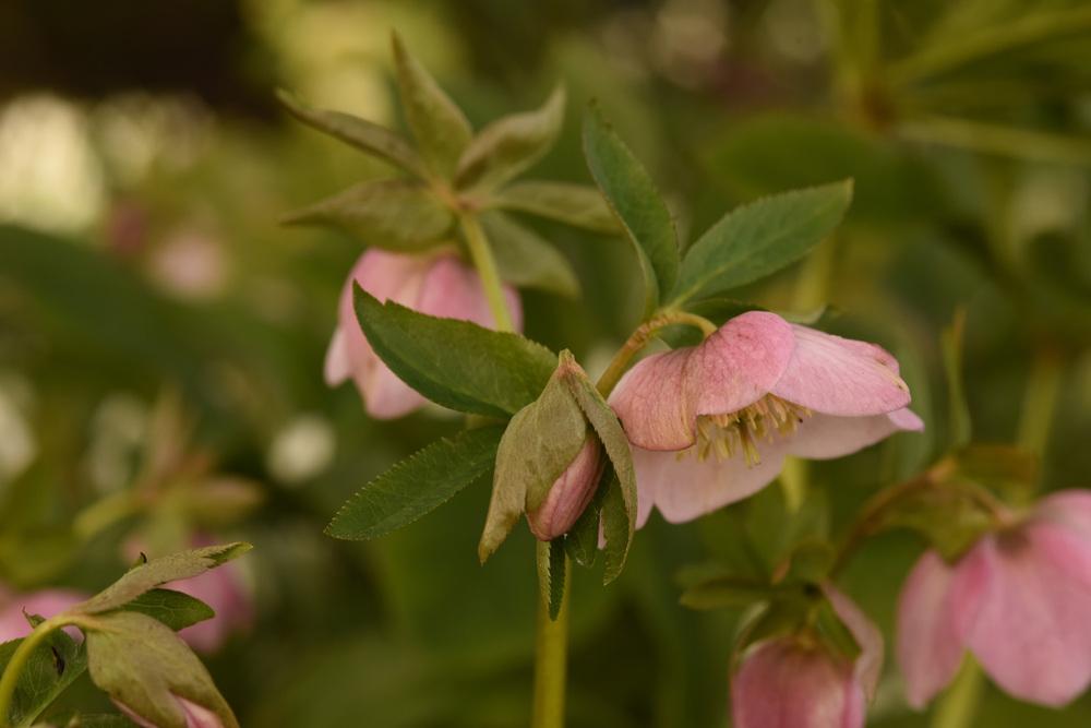 Photo of Hellebores (Helleborus) uploaded by cliftoncat