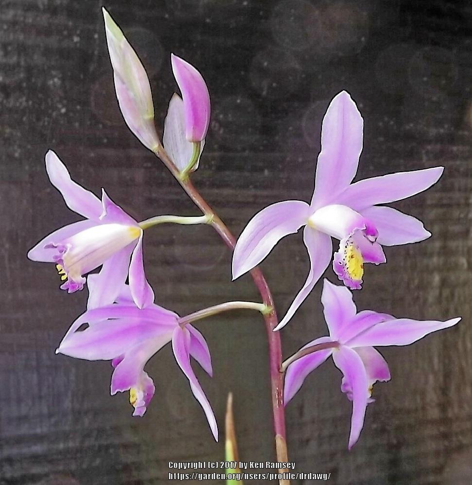Photo of Hardy Ground Orchid (Bletilla Yokohama 'Kate') uploaded by drdawg