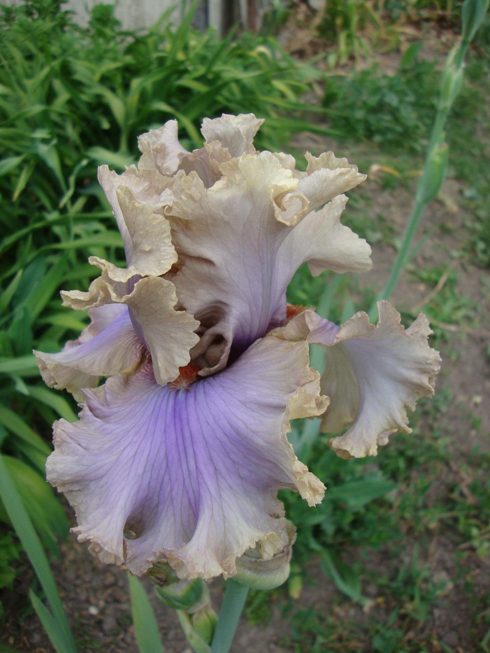Photo of Tall Bearded Iris (Iris 'Stop Flirting') uploaded by Paul2032