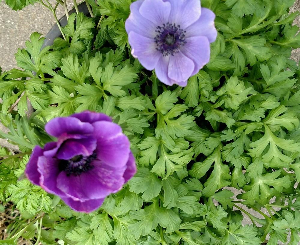 Photo of Anemones (Anemone) uploaded by Sarafoot