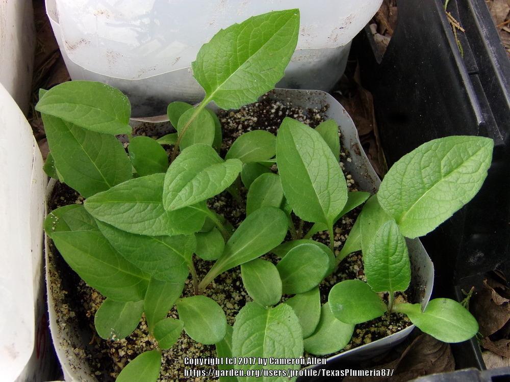 Photo of Cup Plant (Silphium perfoliatum) uploaded by TexasPlumeria87