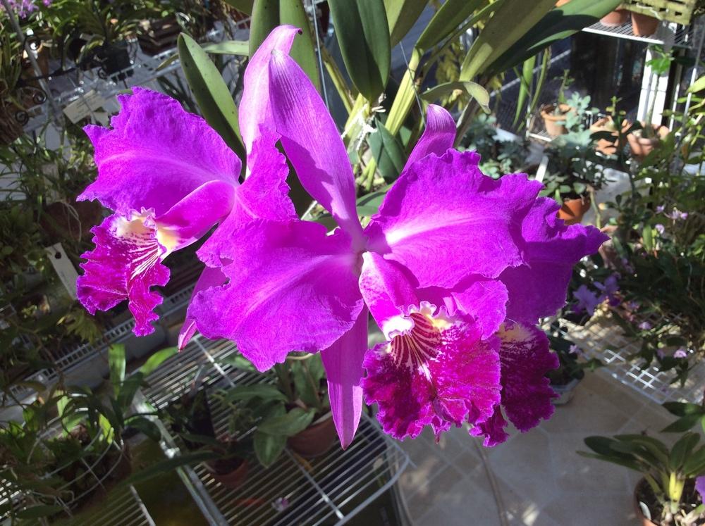Photo of Orchid (Cattleya lueddemanniana) uploaded by Ursula