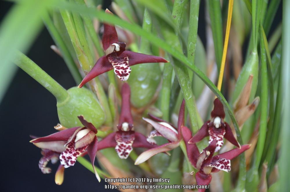 Photo of Coconut Orchid (Maxillaria tenuifolia) uploaded by sugarcane