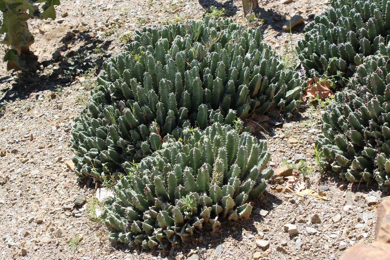 Photo of Moroccan Mound (Euphorbia resinifera) uploaded by RuuddeBlock