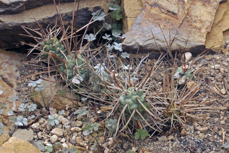 Photo of Papery Spine Cactus (Tephrocactus articulatus) uploaded by RuuddeBlock