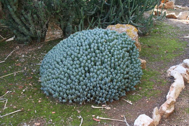 Photo of Moroccan Mound (Euphorbia resinifera) uploaded by RuuddeBlock
